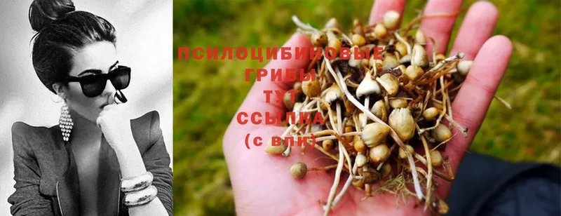 Псилоцибиновые грибы Psilocybine cubensis  Козловка 